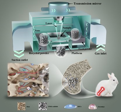 清華、北大、北醫(yī)三院聯(lián)合：高溫氧化處理3D打印鎂合金骨植入物結(jié)構(gòu)優(yōu)化及體內(nèi)外生物降解行為